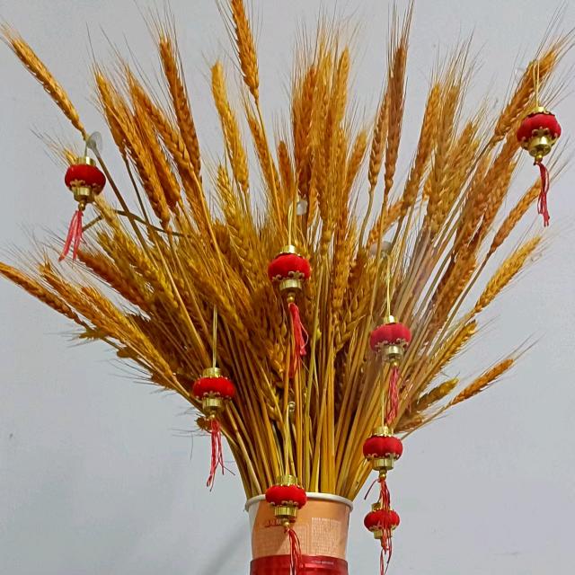 七彩云朵《小号》