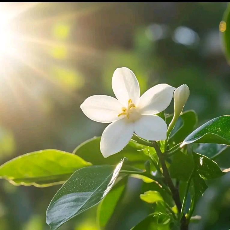 吴🍀
