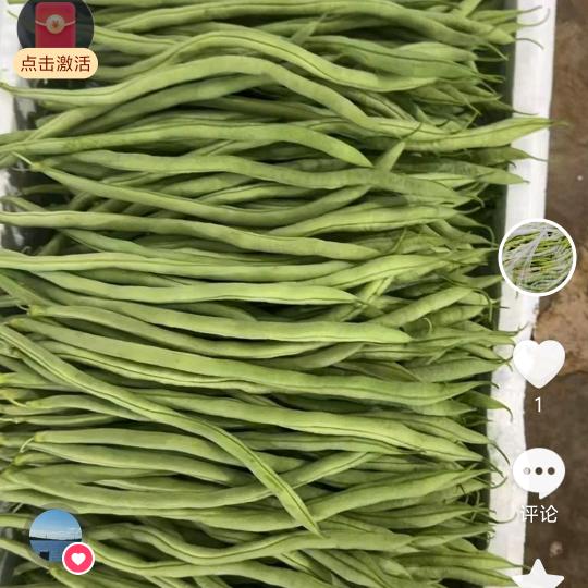 《豆角》产地代办小温