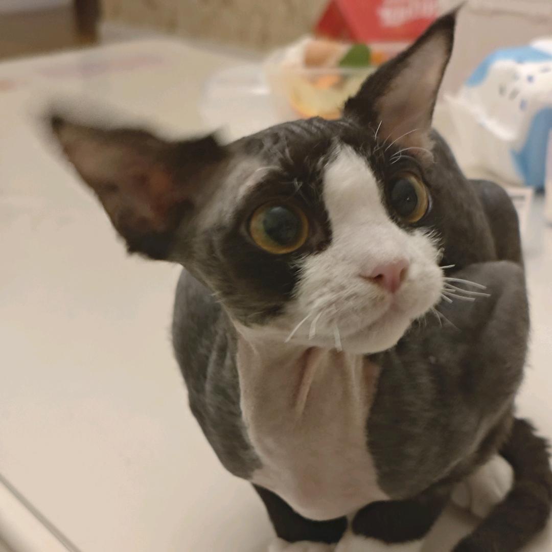 小小小小小欧巴