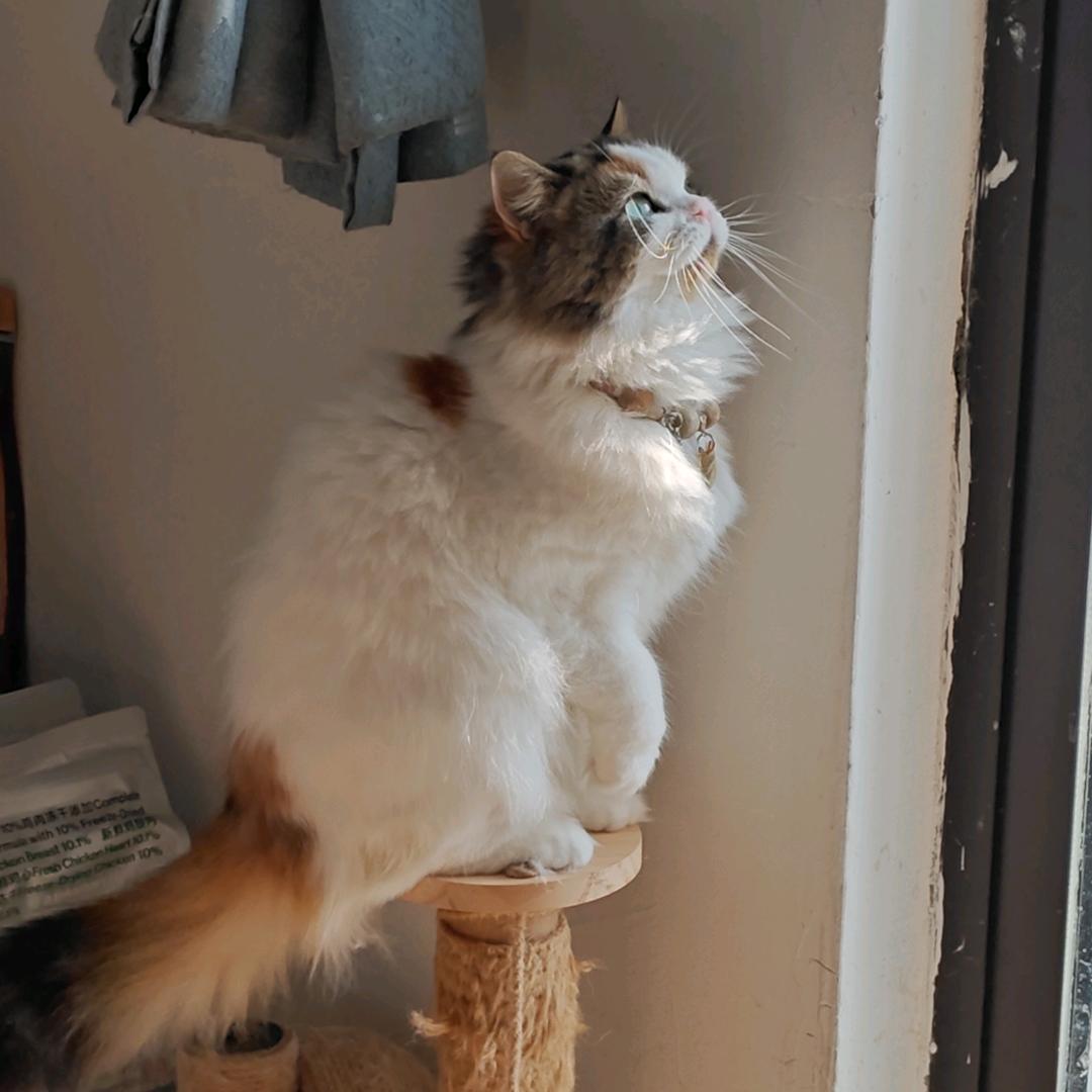 萌萌崽儿（想绵绵版）