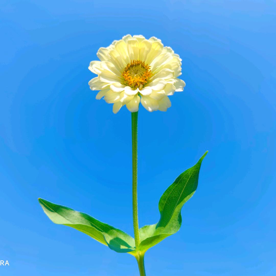 春缘梦