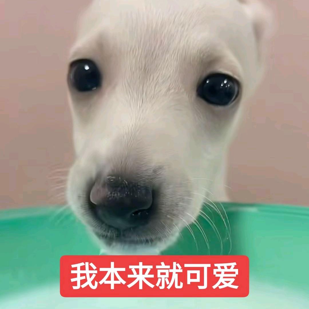 大帅逼