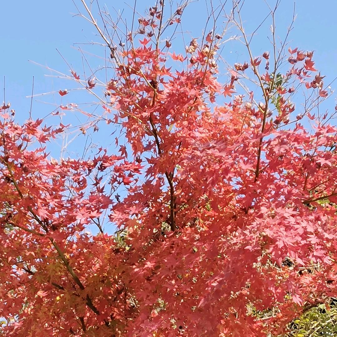 月照花林皆似霰