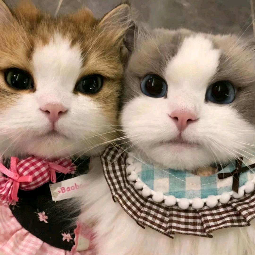 小甜baby