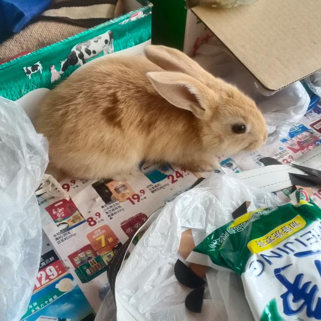 小姐姐和小可爱