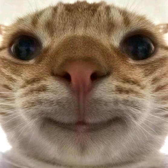臭烘烘奶茶