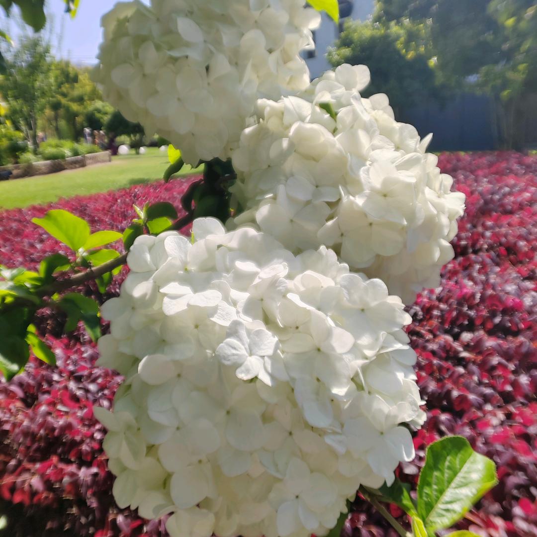 小米辣🧚‍♂️🧚‍♀️