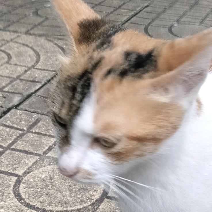 樊凡