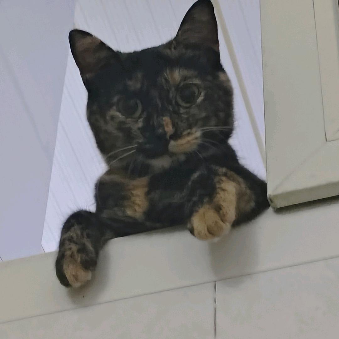 脆嘴儿