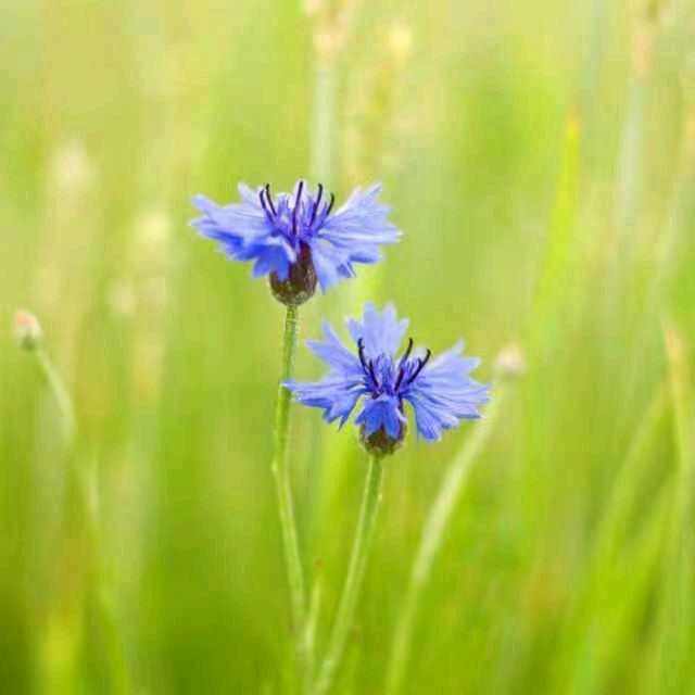 燕儿姨手工东北大包