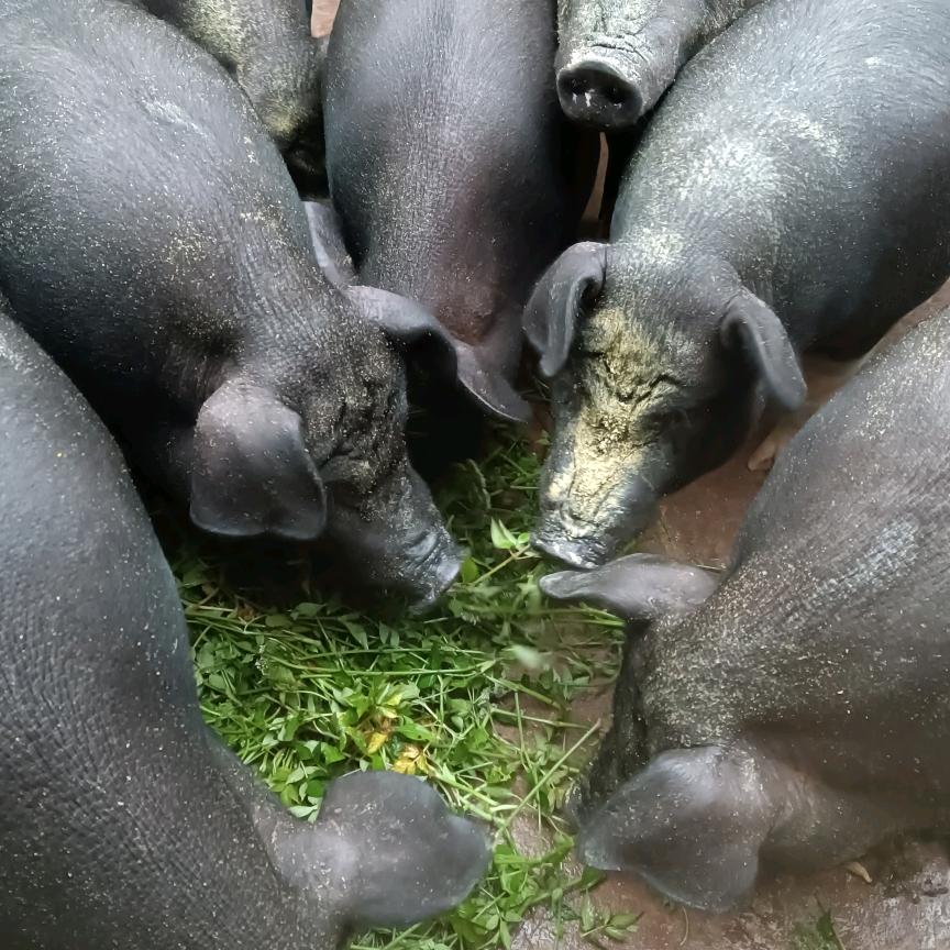 南宝山景区杨氏生态猪