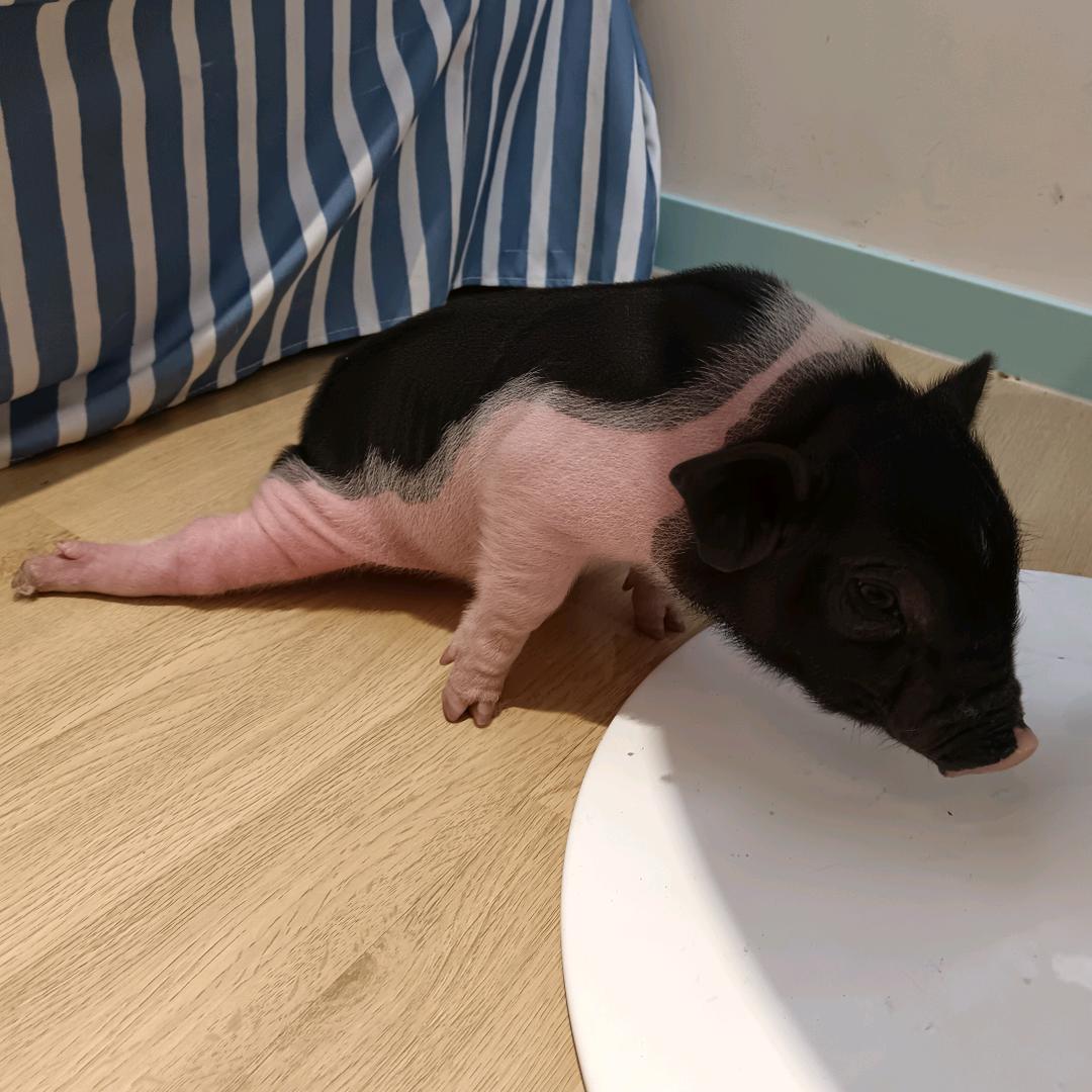 豹的喆雀食大.