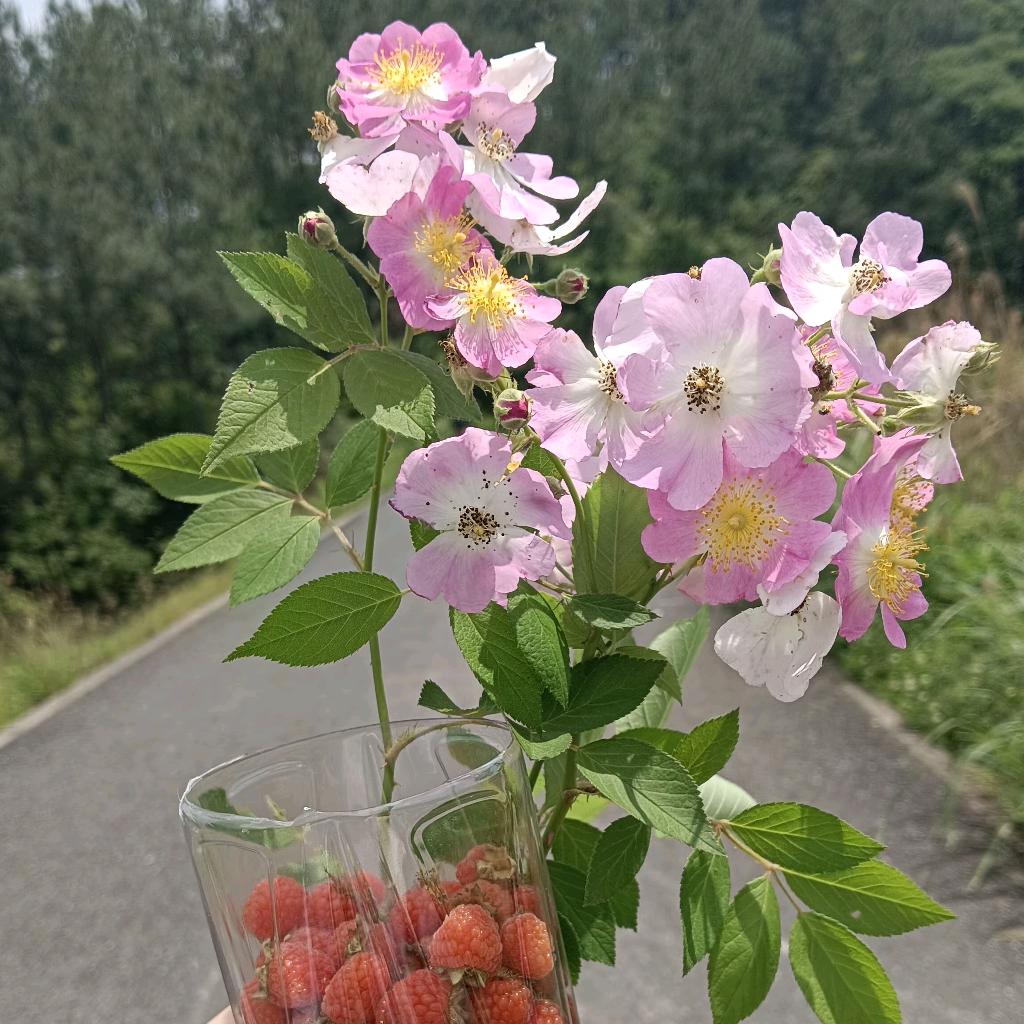 向阳而生o( ❛ᴗ❛ )o