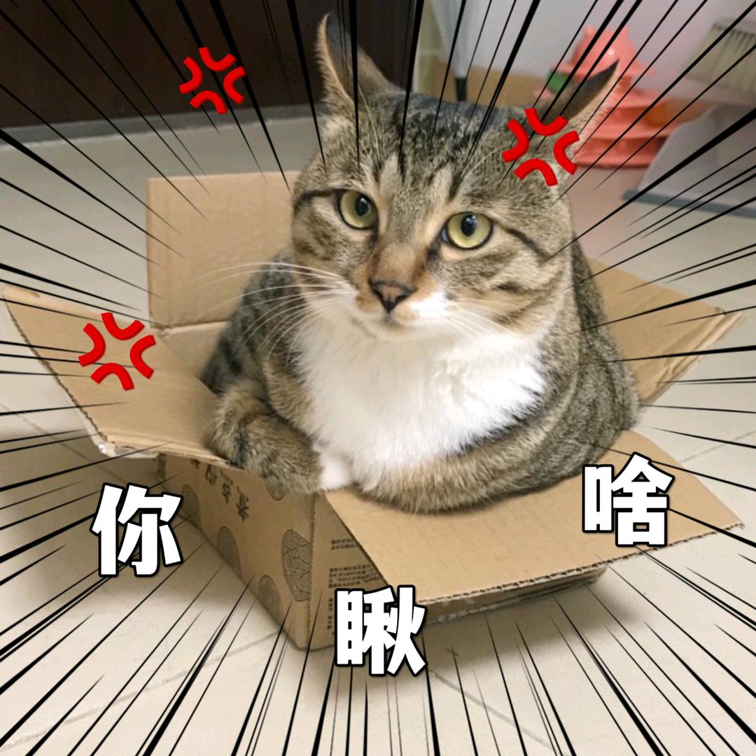 端午和它的铲屎官