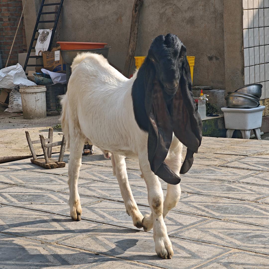羊阳阳（佑佑牧业）