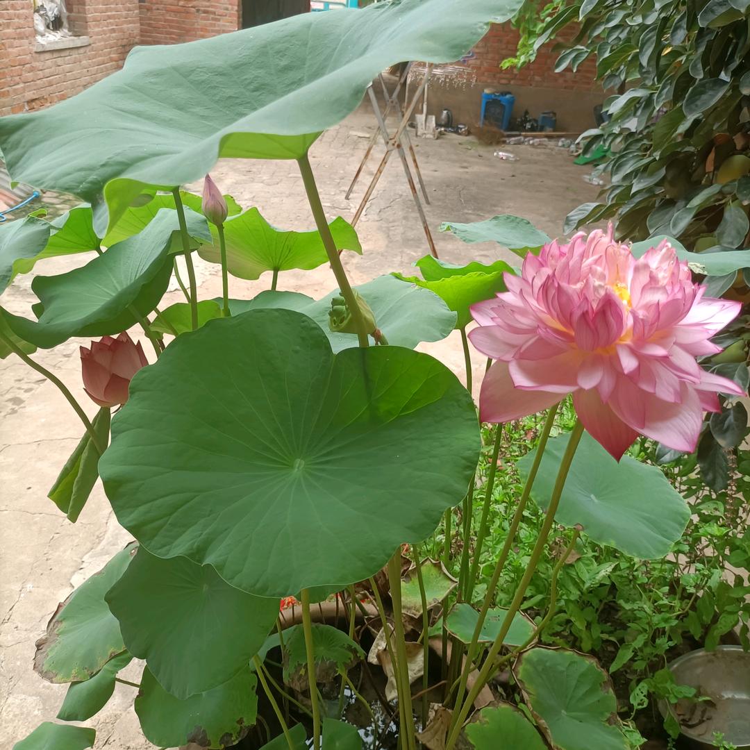 我就是一个农村种地的人，