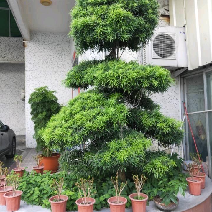 三少