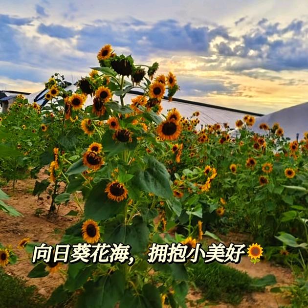 向阳花