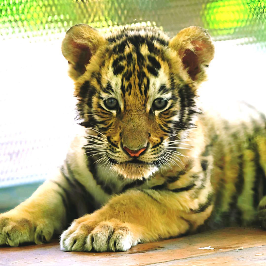 逗逗喊豆豆去打金豆