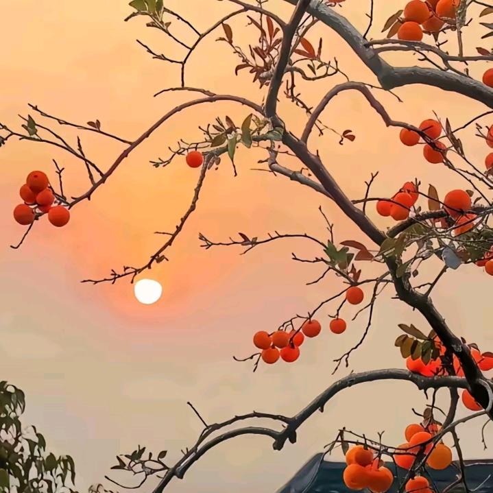 森硕传媒-鑫鑫