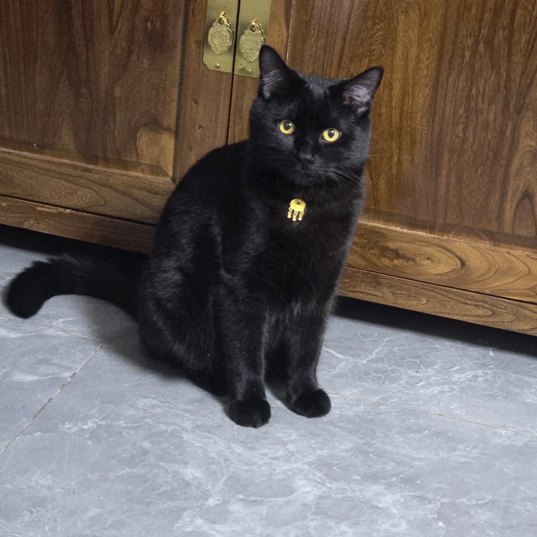 猫仙人