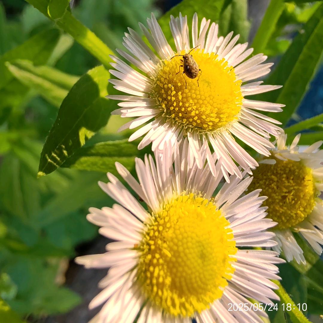 我有多倔强就有多坚强