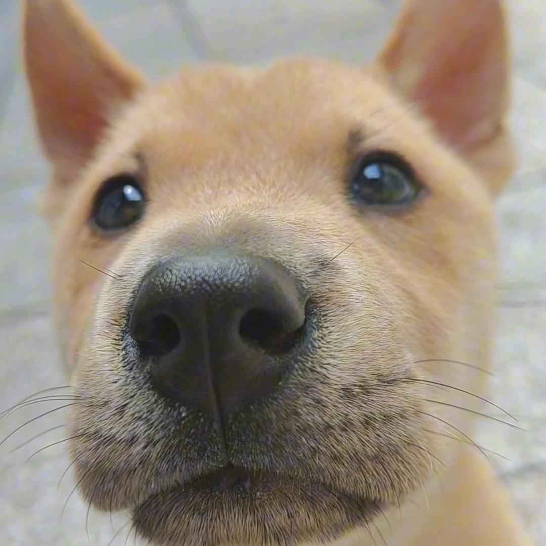 独角兽