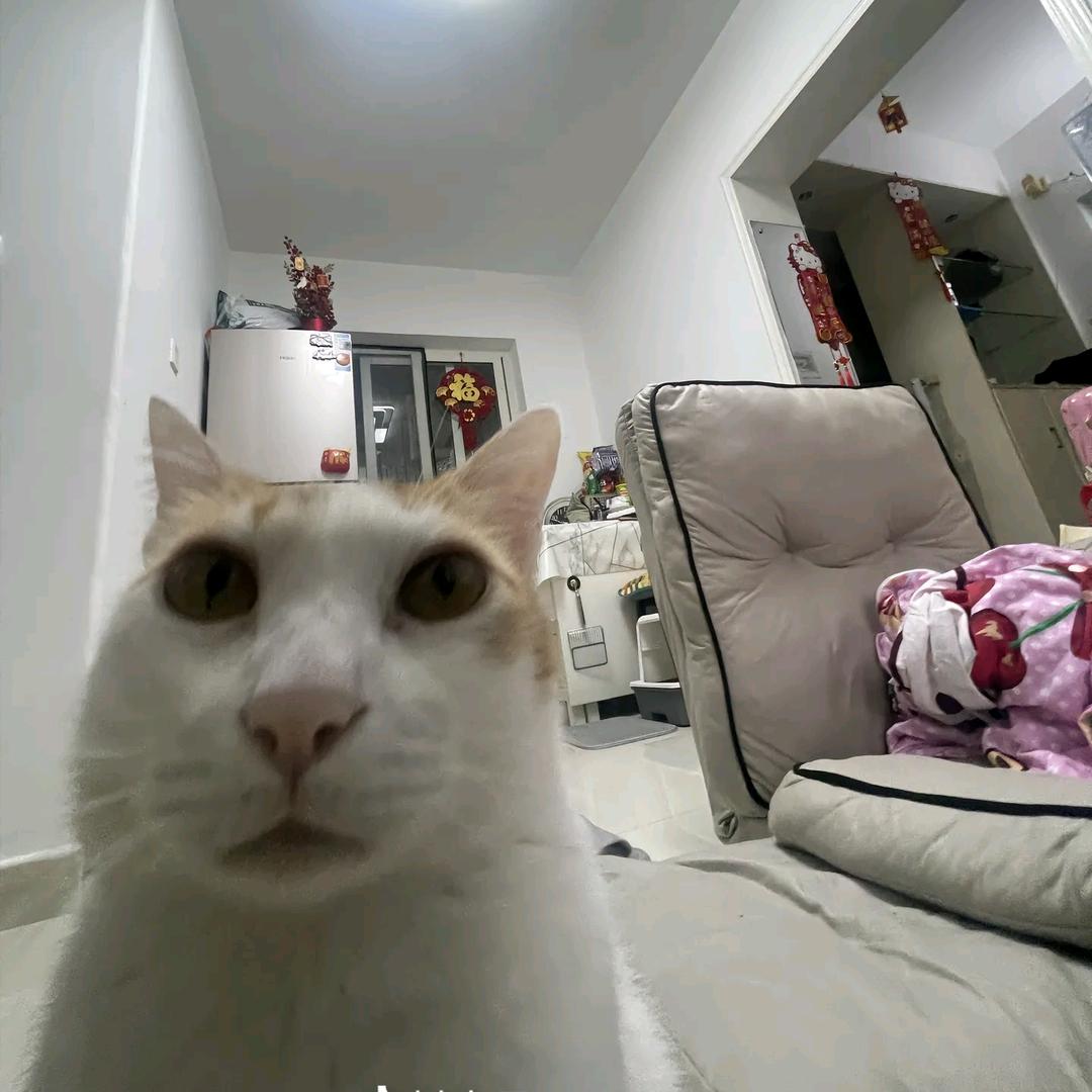 呆呆呆呆呆呆呆呆呆呆
