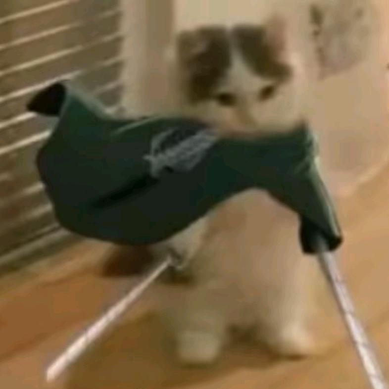 貓