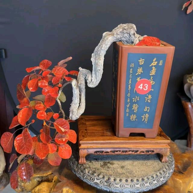 伏栌老憨盆景艺术