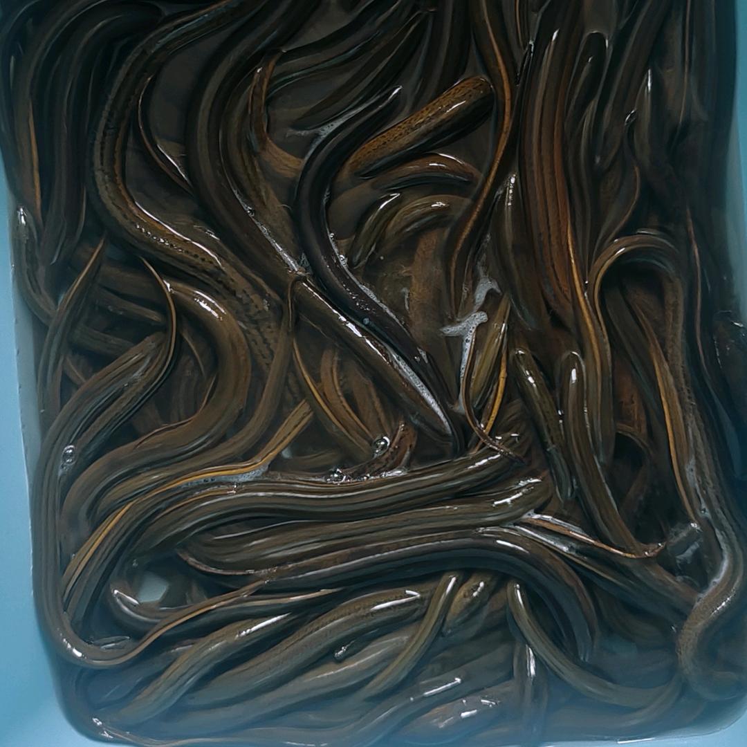 专业户外—野生黄鳝、泥鳅出售