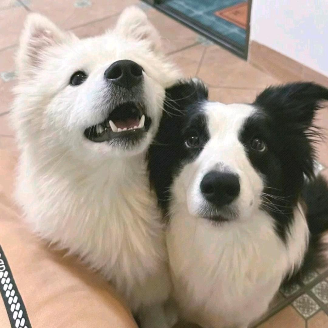 你看起来像笨蛋^