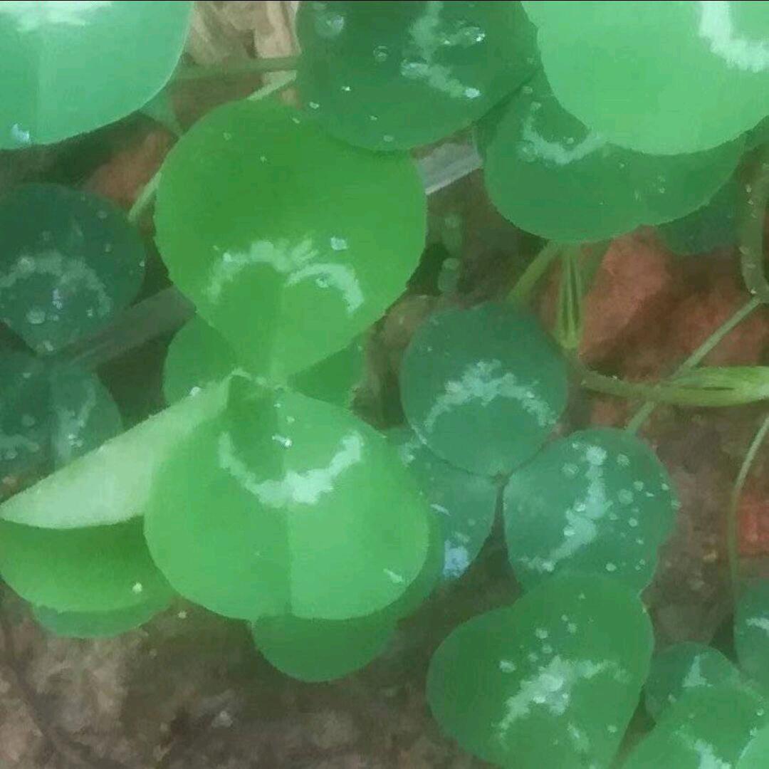 绿