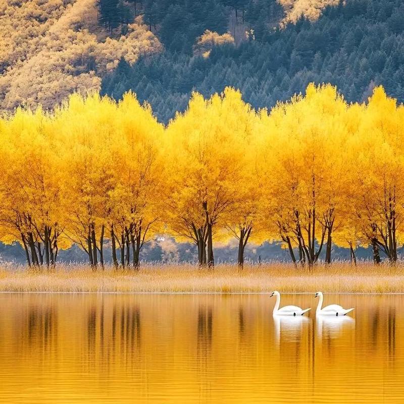 广州布舒网络科技臻选阁