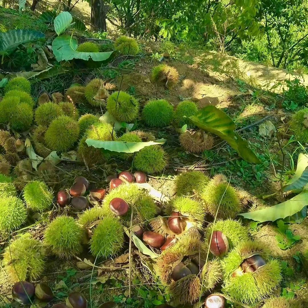 沂源板栗零售