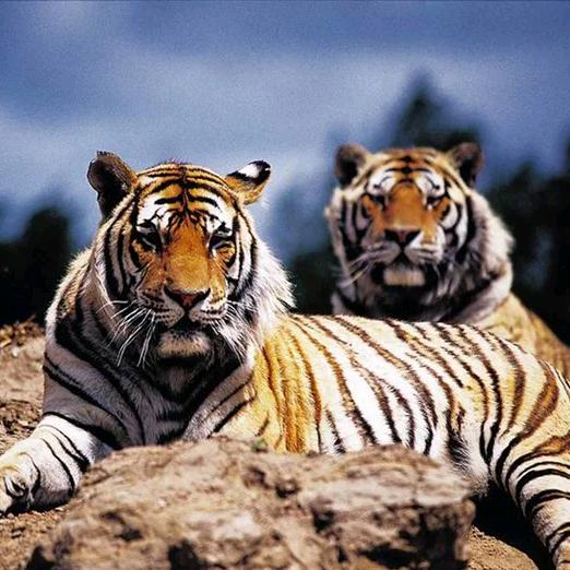 🧗‍♂️🚚🛠🎤🎼