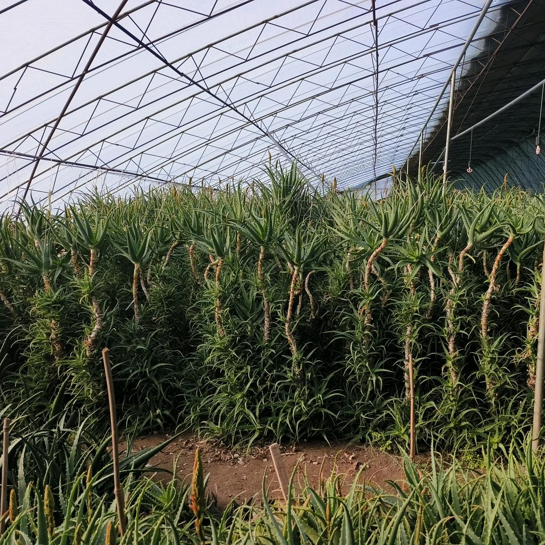瀚云木立芦荟龙爪菊