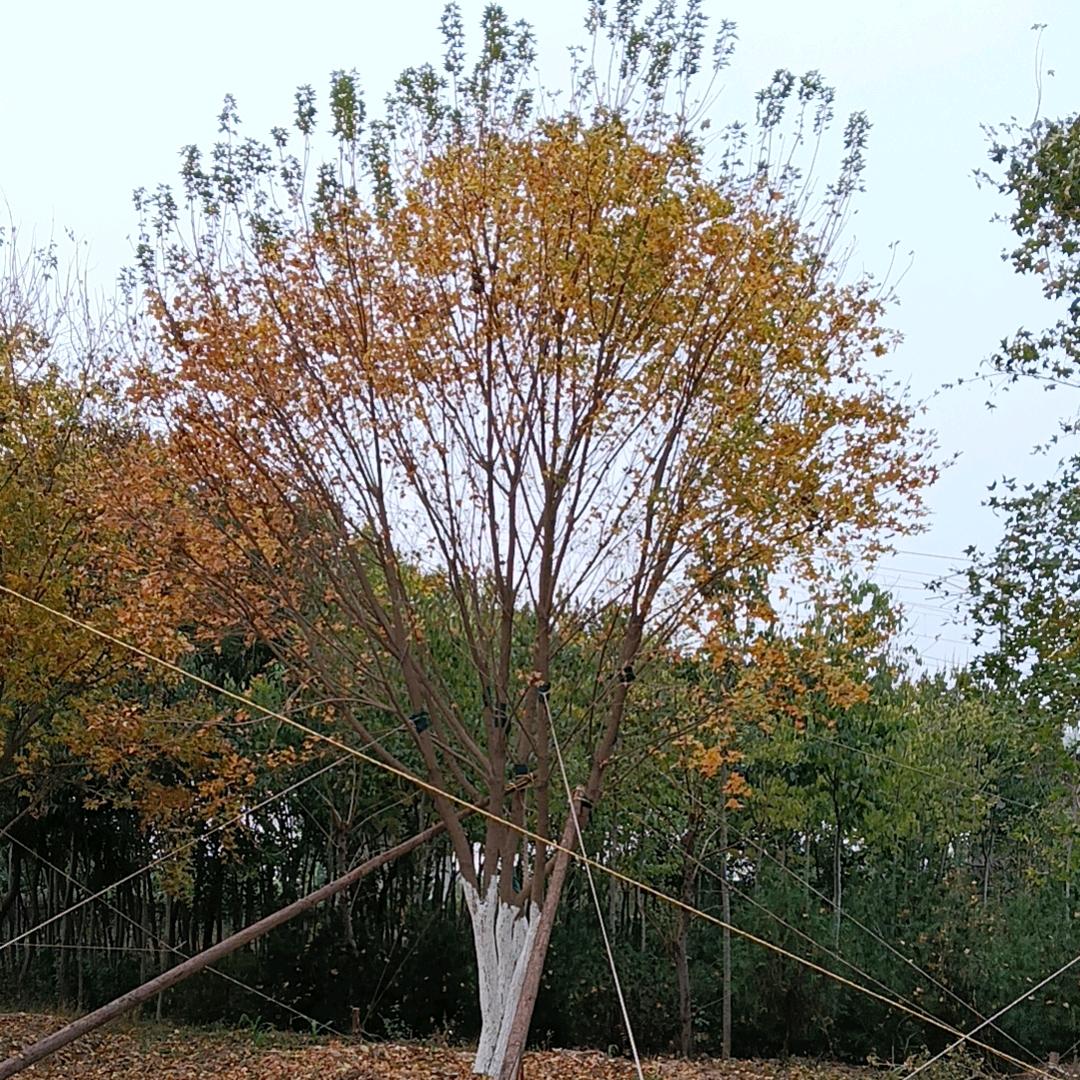 河北廊坊固安苗木