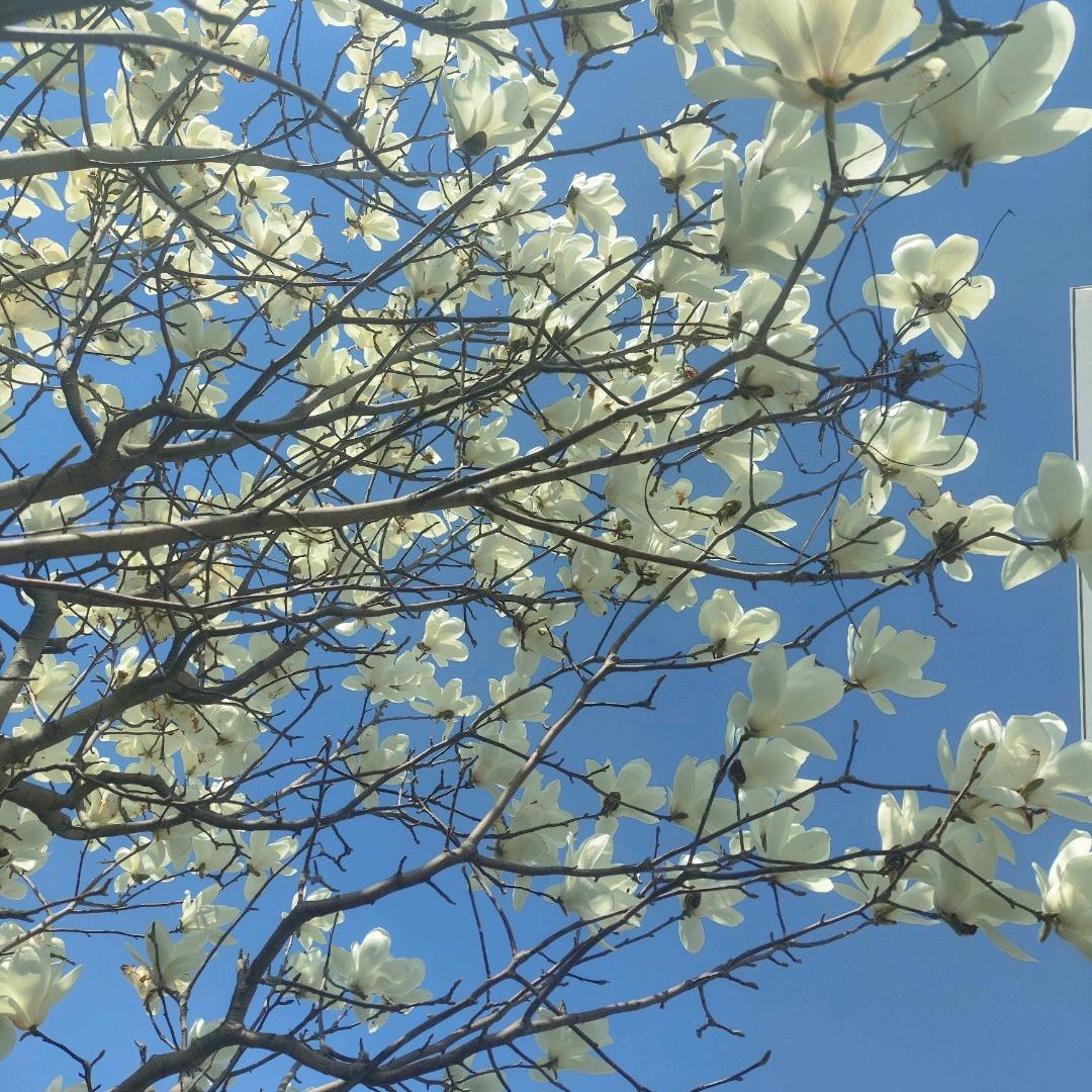 秋葵花
