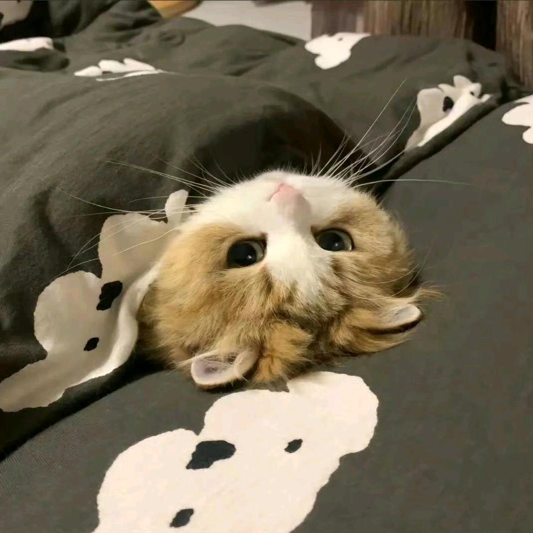 小羊要好梦