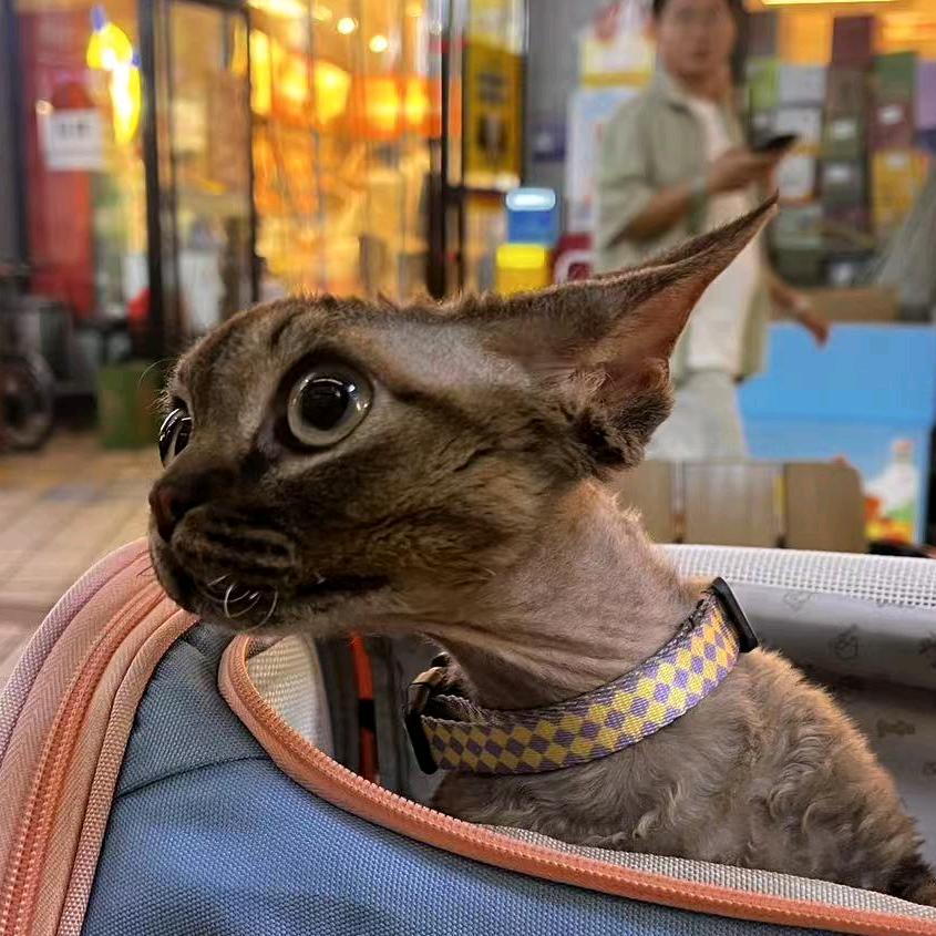 邂逅💖德文卷毛猫