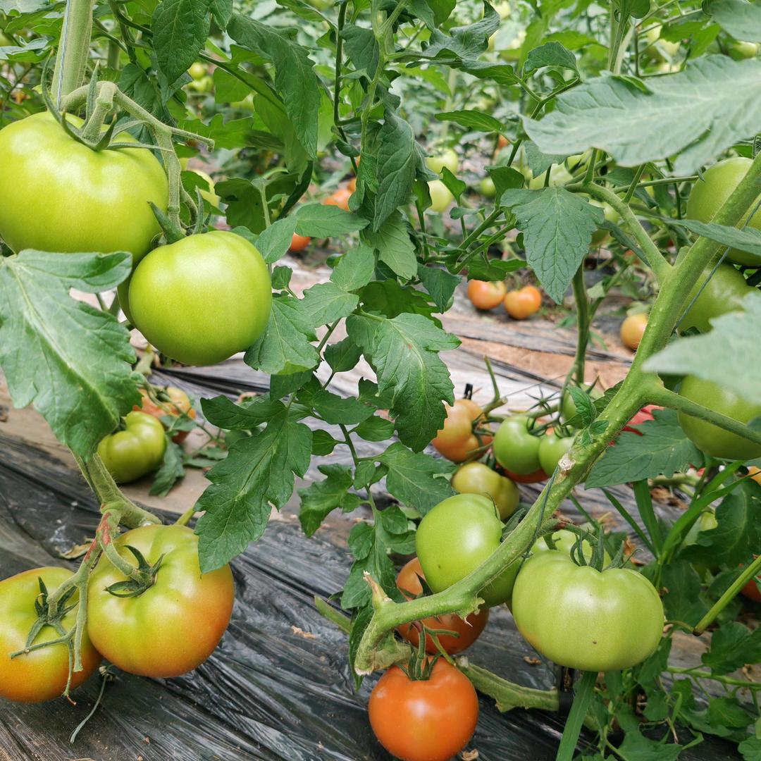 老菜农的绿色田园