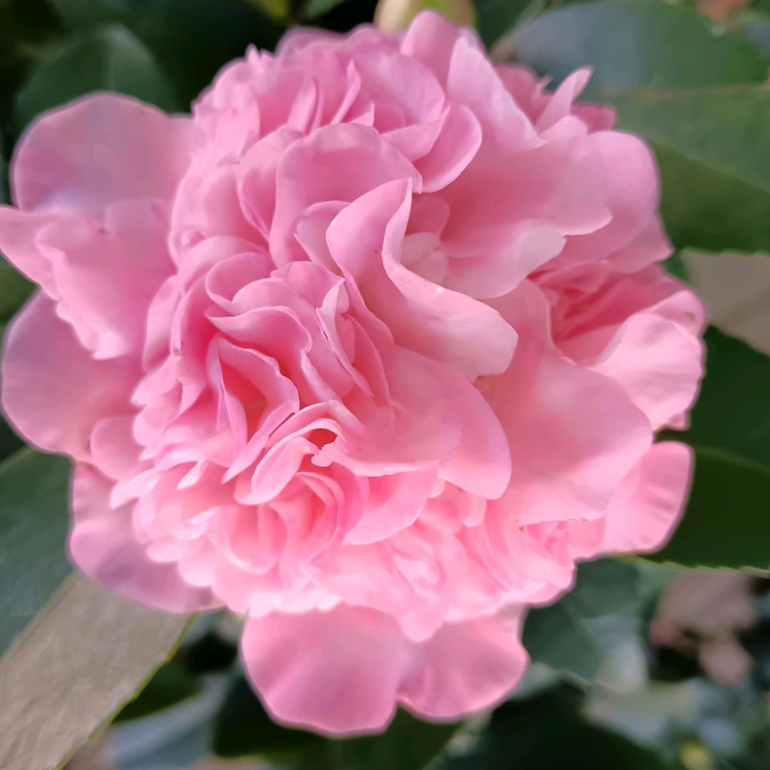 沙河站四季花卉