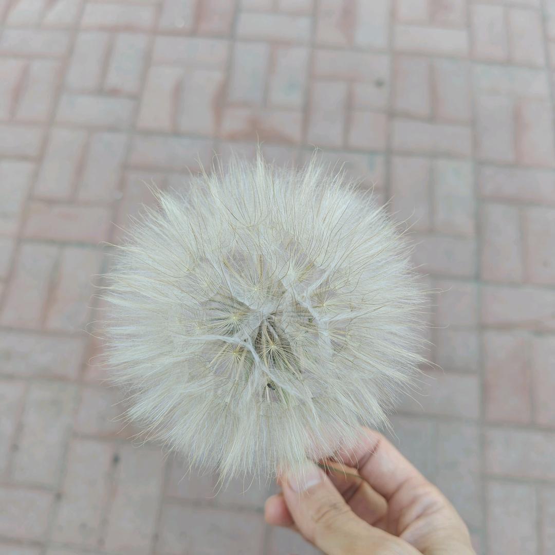 幸运草🍀