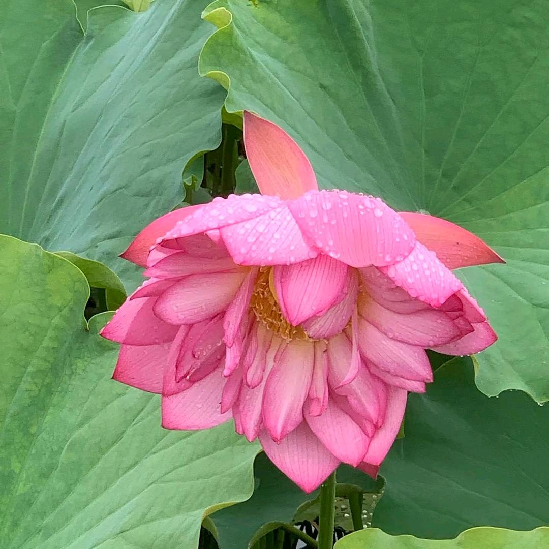 小烦^