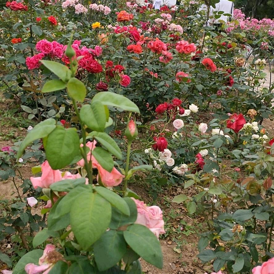 好💖心🌺情