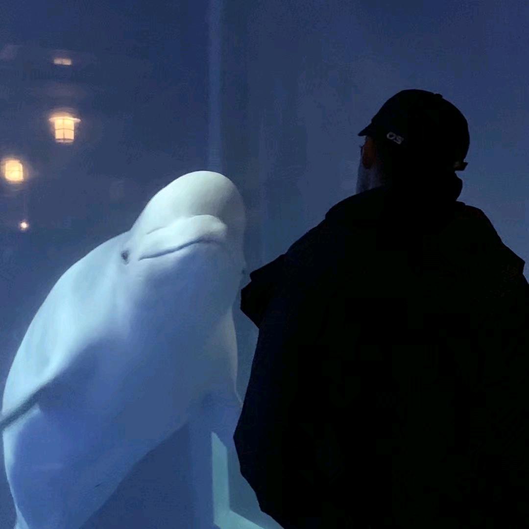 爱猫猫真是太好了