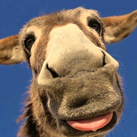 小马快跑(^▿^)~💨