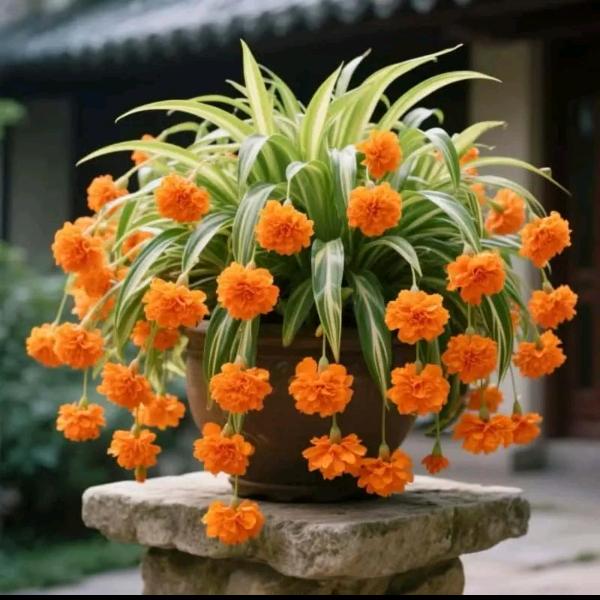 @半亩花田